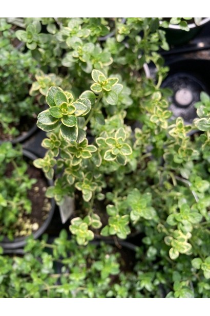 Чебрець Голден Лемон строкате листя